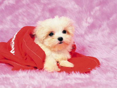 cute puppies wallpaper. yorkie puppies for sale