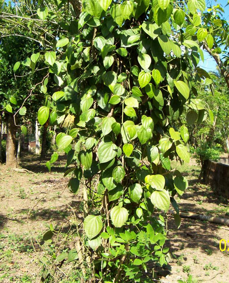 everything's herbed..... WHB Madre Cacao or Kakawate