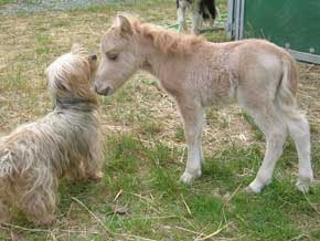 minihorse.jpg