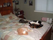 Four of the five cats liter our bed!