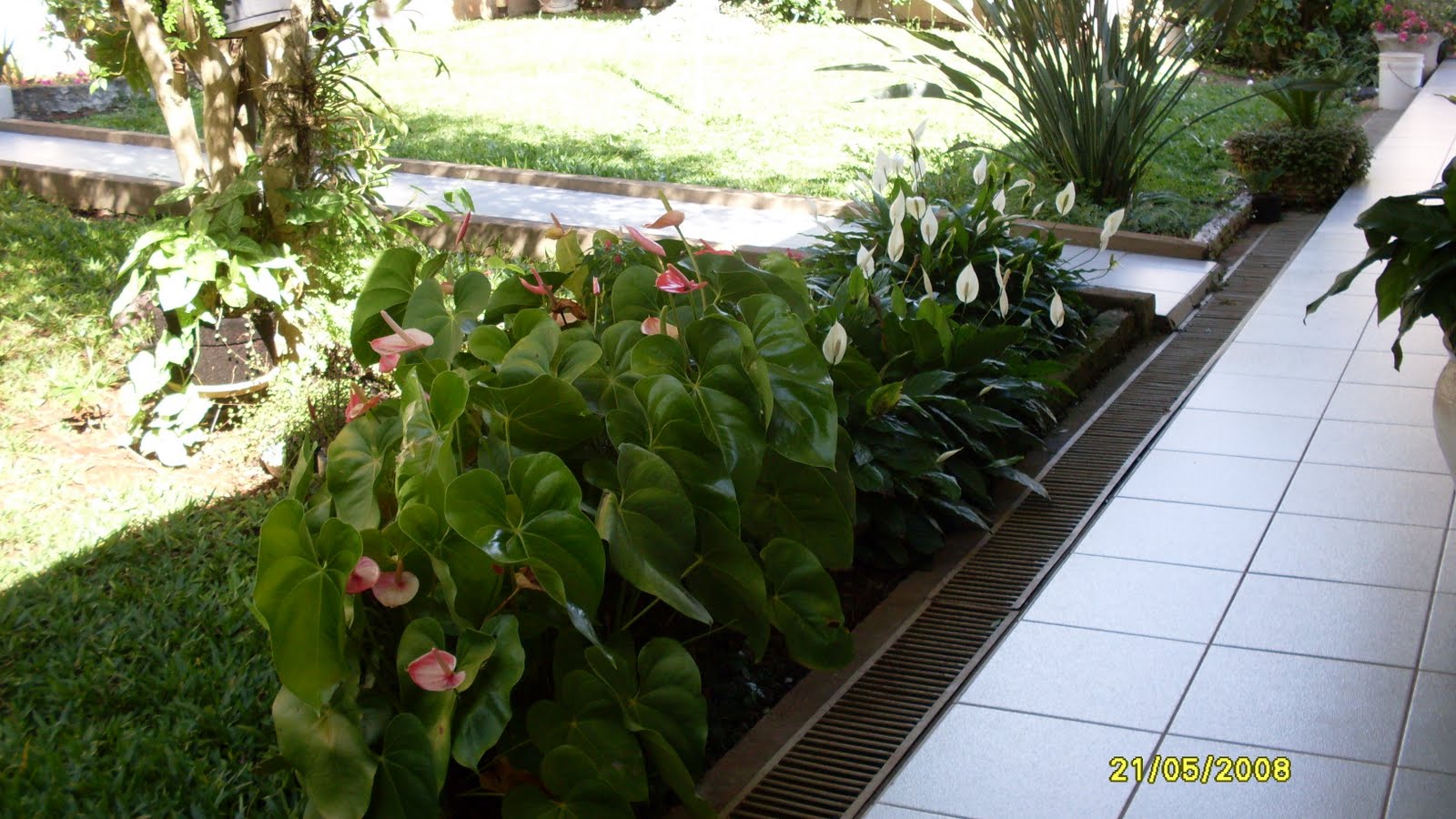 flores jardim sombra:Canteiro de Antúrios e Lírios da Paz , está pegando sol, flores jardim sombra:Canteiro de Antúrios e Lírios da Paz , está pegando sol,
