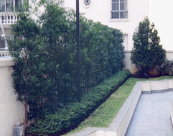 cerca de jardim barata:Jardim para Muros Internos e de Fachadas ~ New House Design cerca de jardim barata:Jardim para Muros Internos e de Fachadas ~ New House Design
