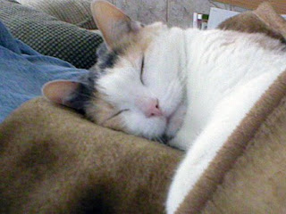 Trixi