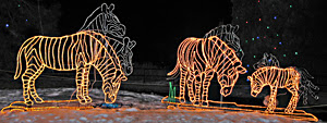 Lighted Zebras