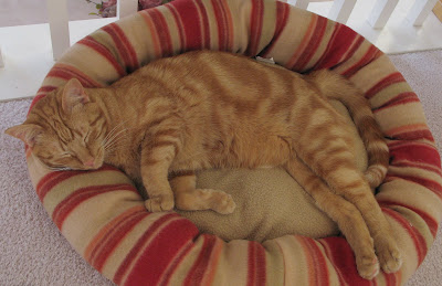 Hansel and pet bed