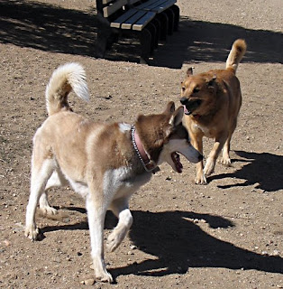 Puppies Playing