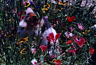 Trixi-Belle