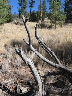 Twigs