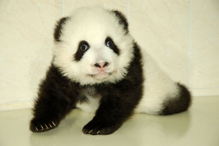 panda tattoos panda tattoos