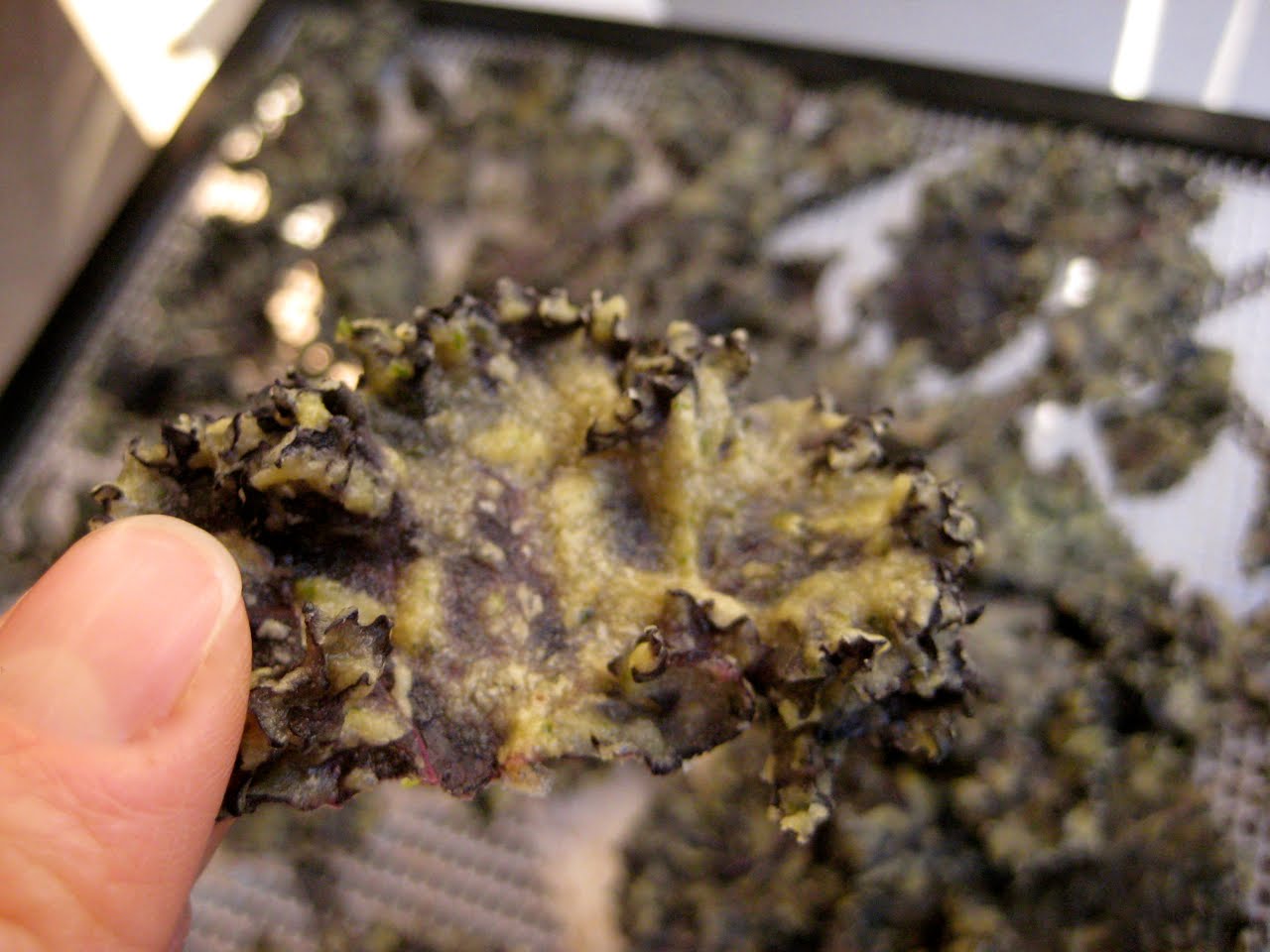 Pesto Kale Chips The Fitness Freak