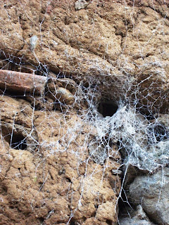 Mexican Tarantula spiderweb in an adobe wall at Tepoztlán, Morelos, México