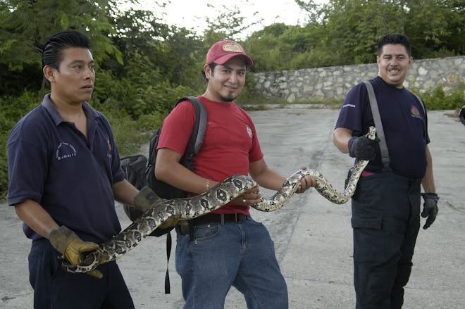 CON BOMBEROS EN LA CAPTURA DE UNA CULEBRA