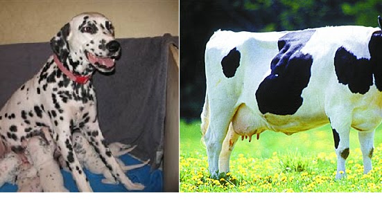 animales vertebrados: MAMÍFEROS.