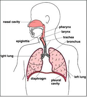 Diagrams For Diabetes