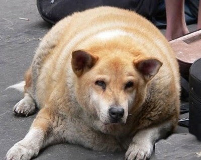 fattest dog in the world. The fattest dog