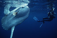 ocean sunfish, mola mola