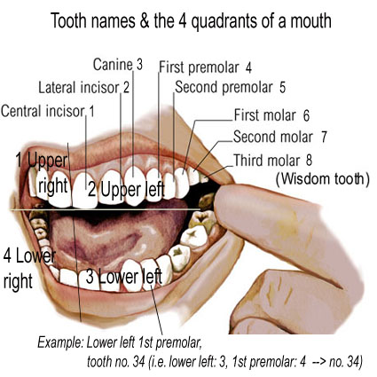 Diagram Of Teeth In Mouth 6