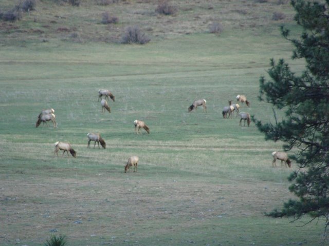 [group+elk.jpg]