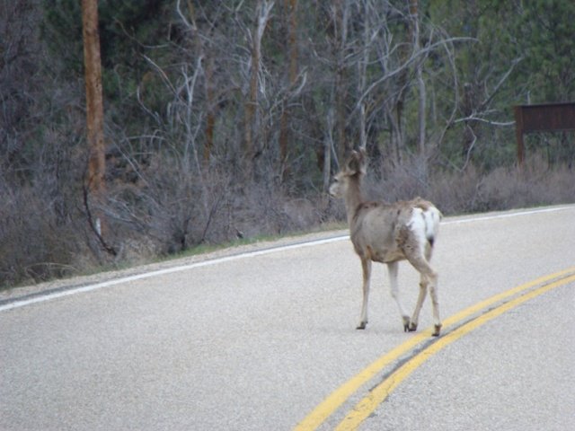 [deer+crossing+road.jpg]