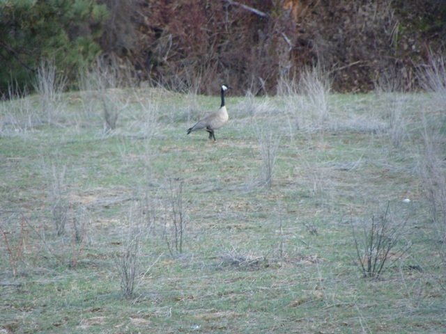 [goose.jpg]