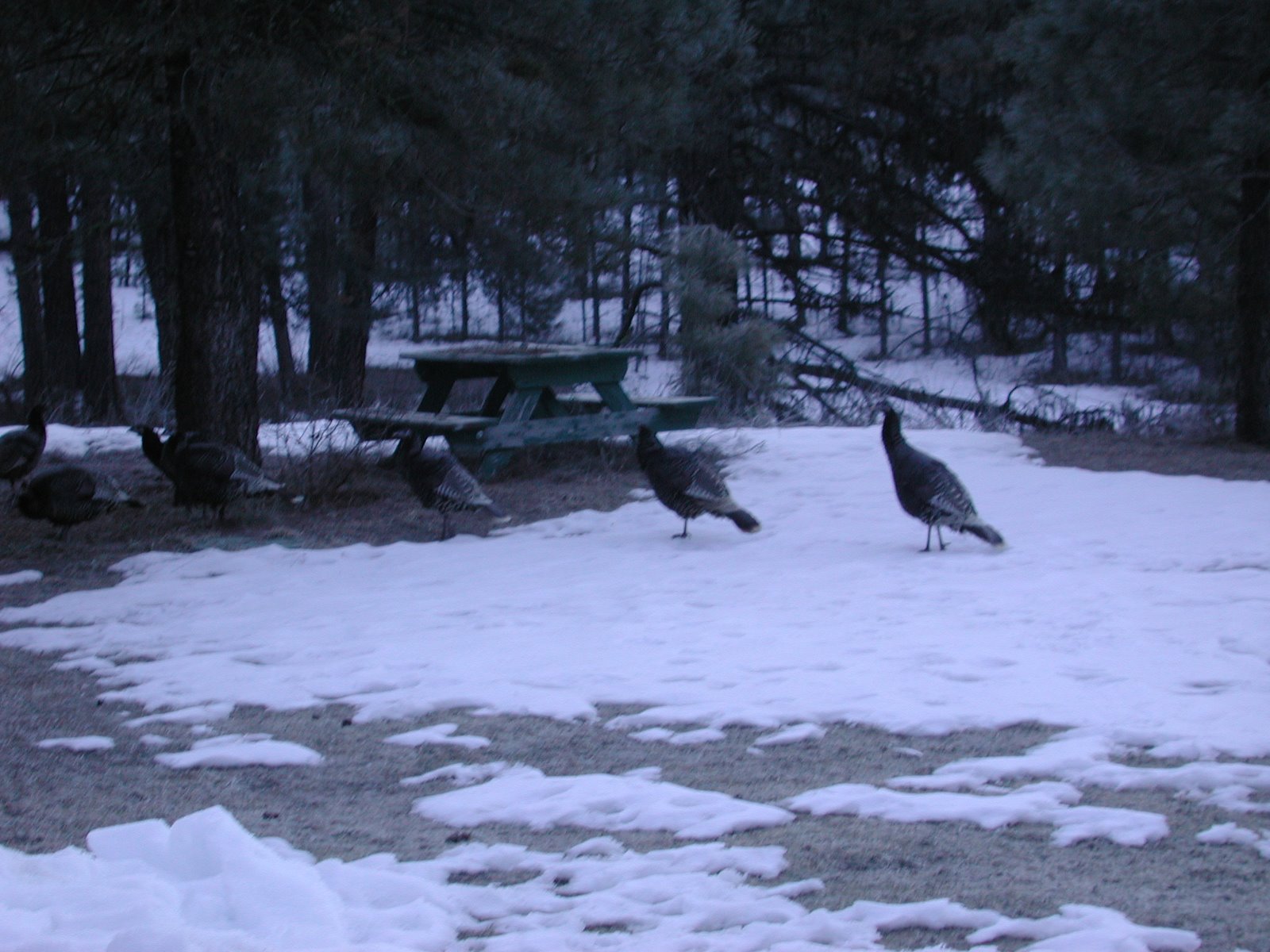 [winter+turkeys.JPG]