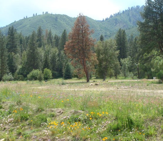 [wildflowers+and+mountain.jpg]