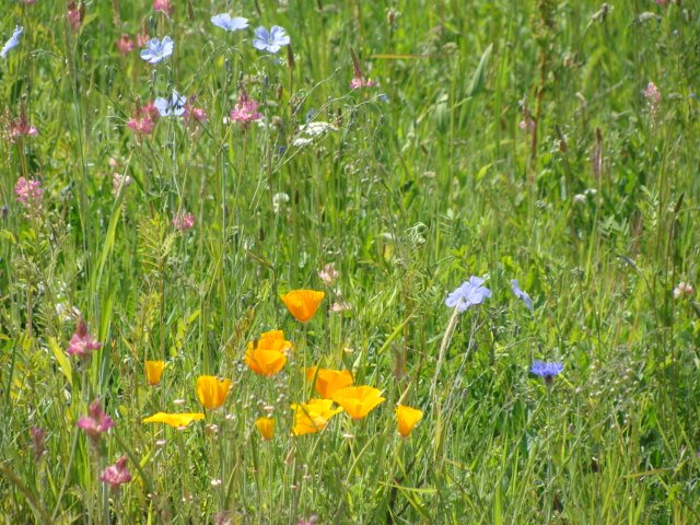 [upclose+flowers.JPG]