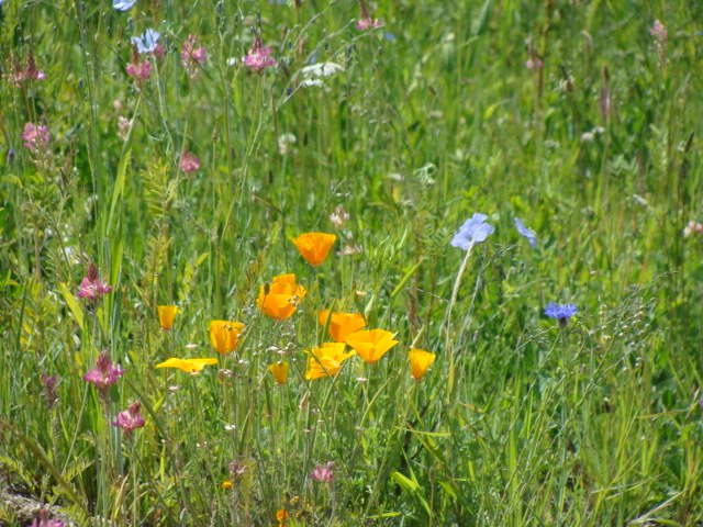 [flowers+up+close.JPG]