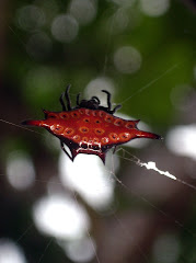 Spiny-backed orb-web weaver