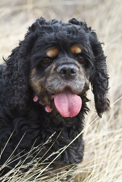>Roxee {Cocker Spaniel} - ADOPTED