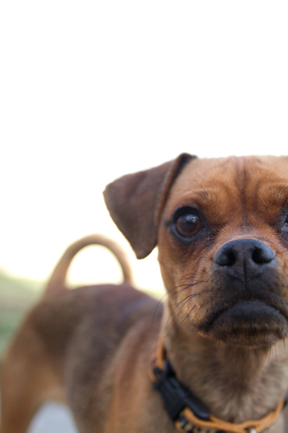 Windy City Canine Rescue Lola {Miniature Pinscher/Pug Cross) ADOPTED