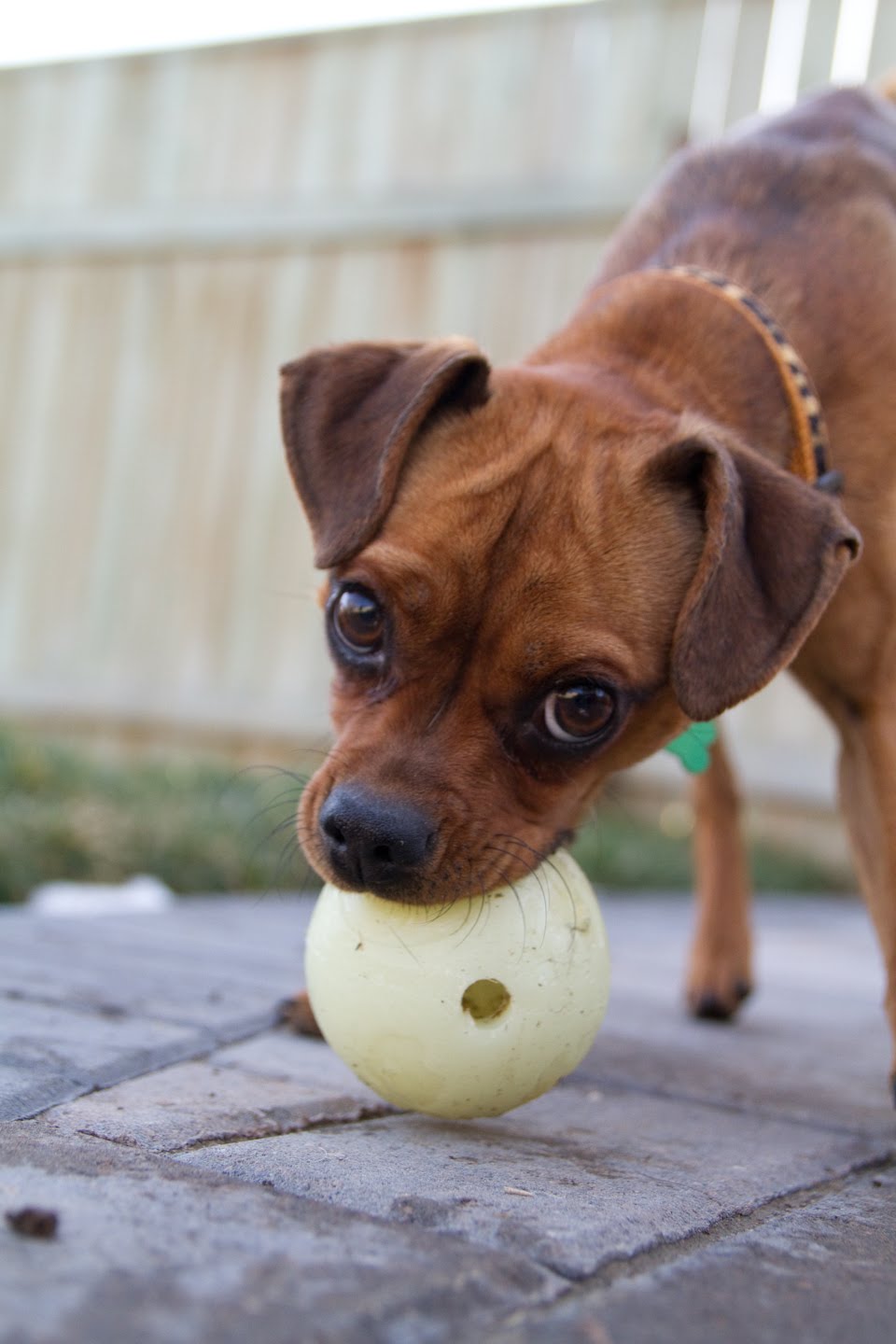 pinscher pug gt lola miniature pinscher pug cross adopted windy city canine rescue pinscher pug gt lola miniature pinscher pug cross adopted windy city canine rescue