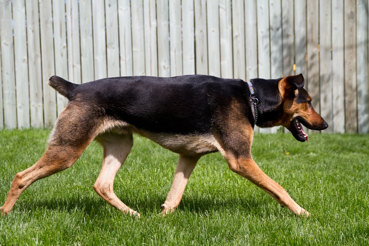 rottweiler vs doberman vs german shepherd german shepherd vs doberman www imgkid the image kid has it rottweiler vs doberman vs german shepherd german shepherd vs doberman www imgkid the image kid has it
