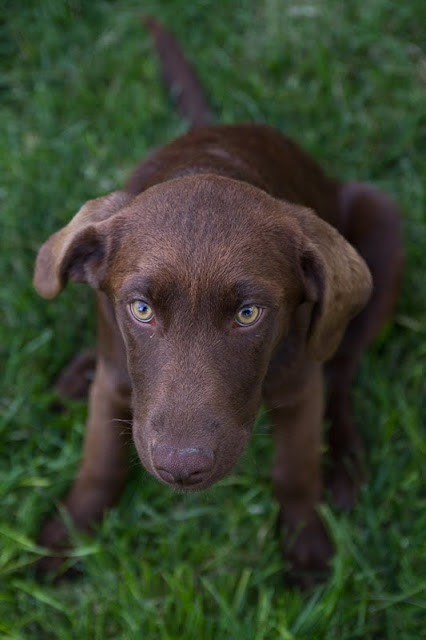 >Penny {Chocolate Lab} - ADOPTED