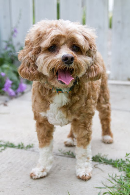 >JD {Cocker Spaniel x Poodle} - ADOPTED