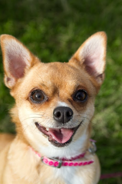 >Smile! - ADOPTED