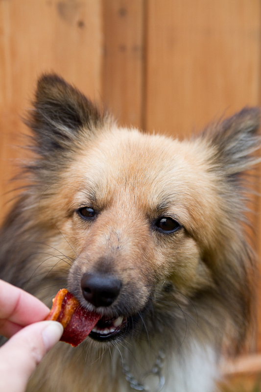 pomeranian shetland sheepdog gt billy shetland sheepdog pomeranian cross adopted windy city canine rescue pomeranian shetland sheepdog gt billy shetland sheepdog pomeranian cross adopted windy city canine rescue