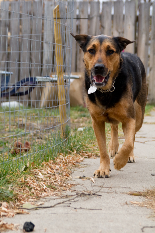 rottweiler terrier gt piper rottweiler terrier cross windy city canine rescue rottweiler terrier gt piper rottweiler terrier cross windy city canine rescue