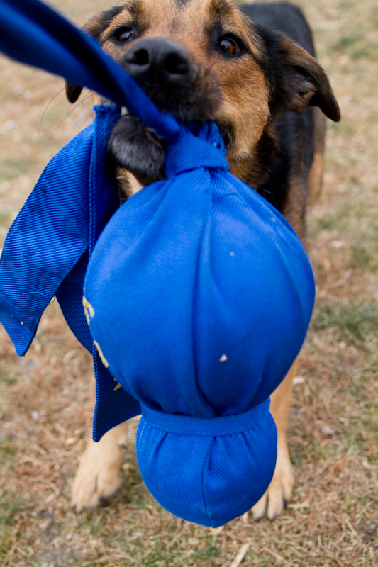 are rottweilers running partners gt piper rottweiler terrier cross windy city canine rescue are rottweilers running partners gt piper rottweiler terrier cross windy city canine rescue