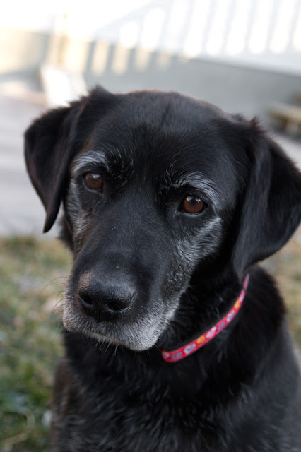 >Micah {Lab cross} - Adopted
