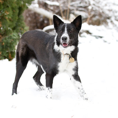 Lily+snow 9 >Fetching Machine
