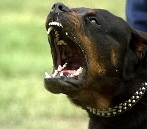 [Angry_Rottweiler_01.jpg]