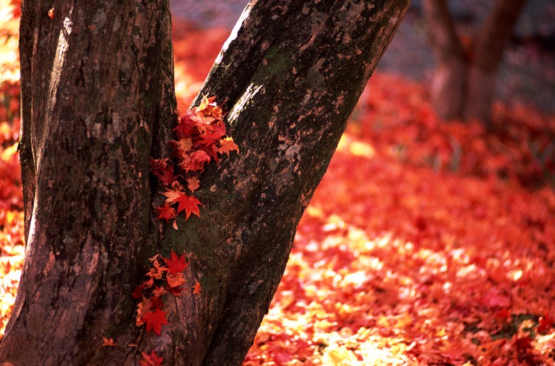 [red_leaves_2.jpg]