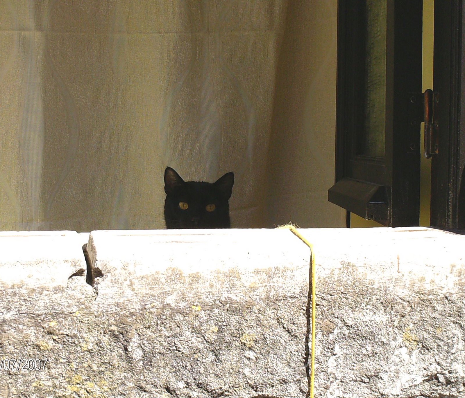 [Gato+aaa.jpg]