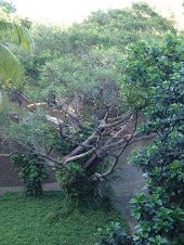 Trees in Hato Rey