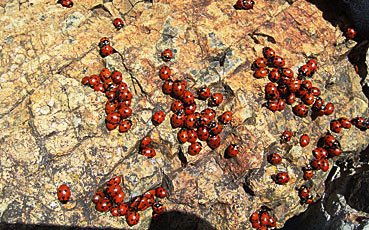 [7.+απρόσμενες+πασχαλίτσες.jpg]