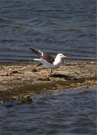 [Gull1+318x445.jpg]