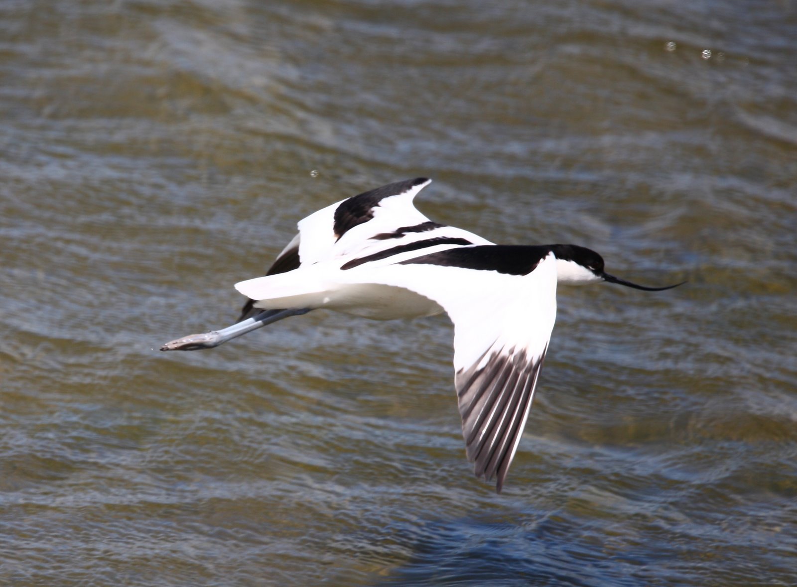 [avocet.JPG]