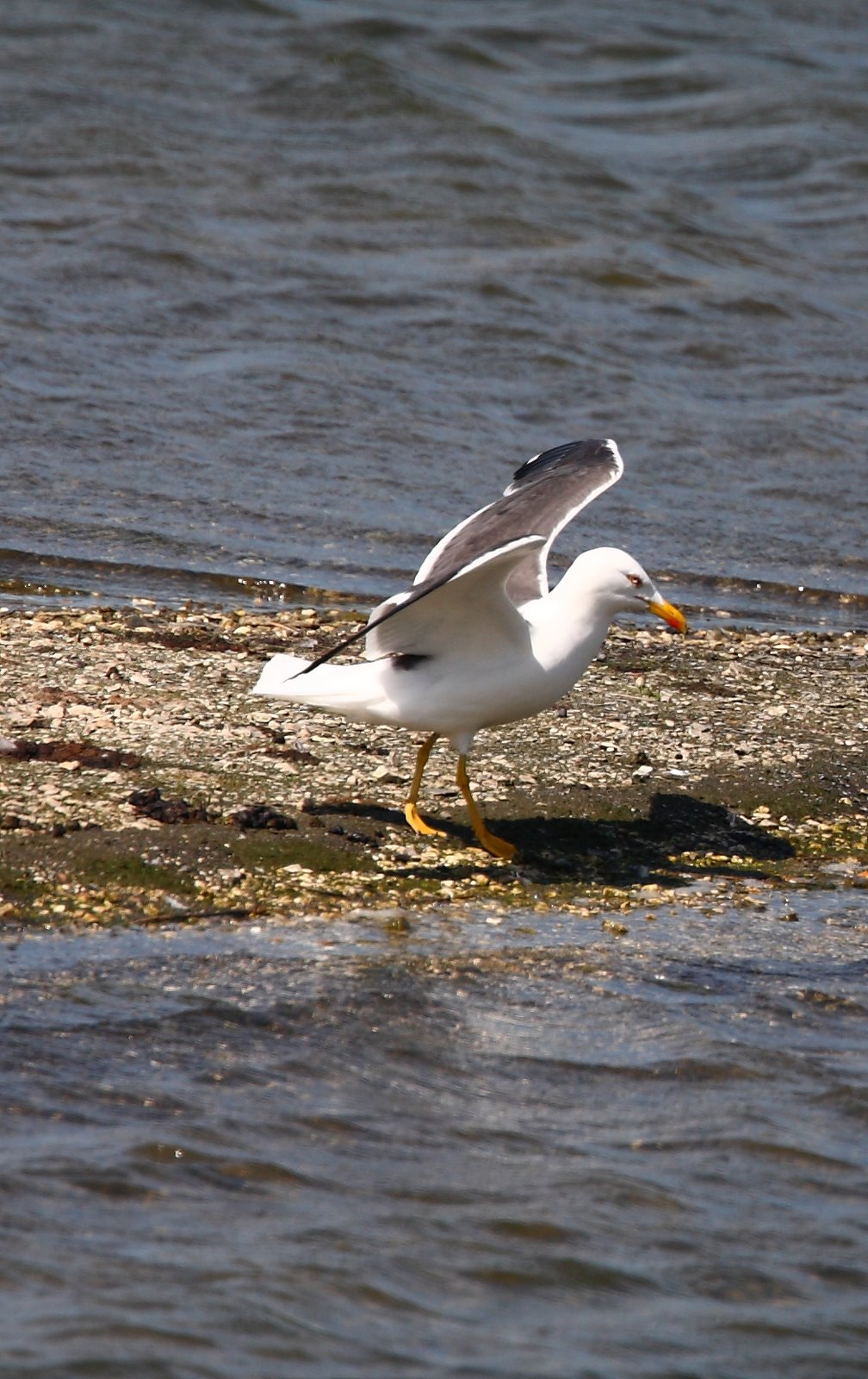 [Gull.JPG]