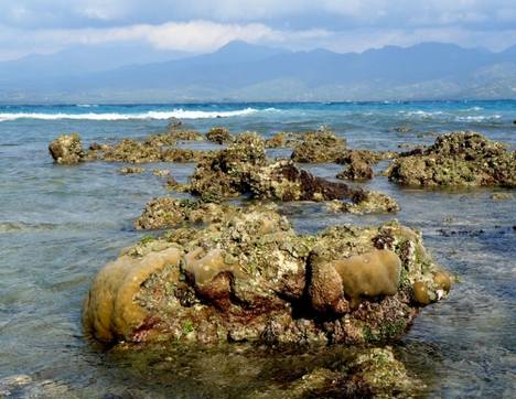 [coral+reef-jj-005.jpg]